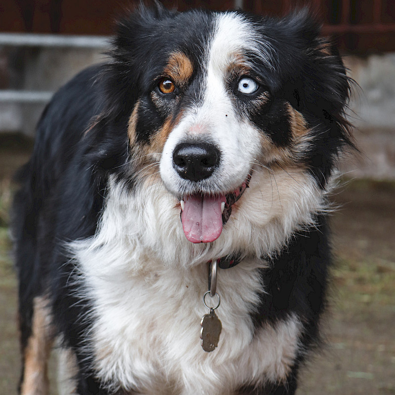 Hechelnder Hund mit schwarz-weißem Fell hat ein braunes und ein blaues Auge.