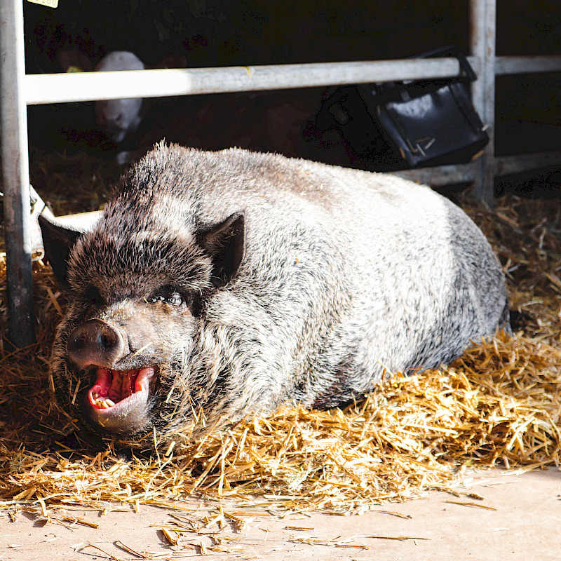 Auf Stroh liegt eine borstiges Schwein im Stall mit offenem Mund.
