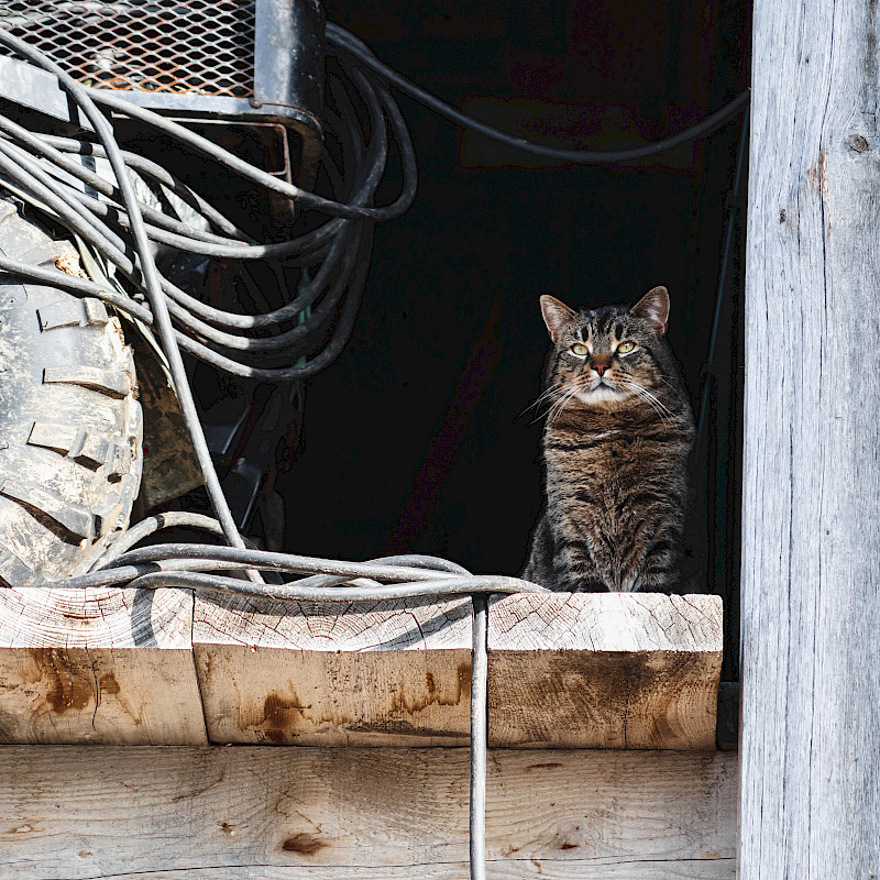 Auf einem Holzbacken steht eine Katze im Halbdunkeln.