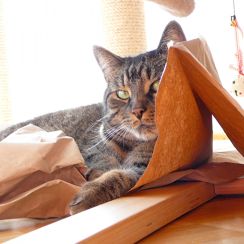 Eine graue Katze mit grünen Augen liegt auf dem Boden.