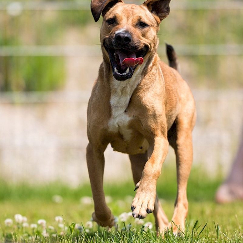 Ein laufender Hund auf einer WIese.