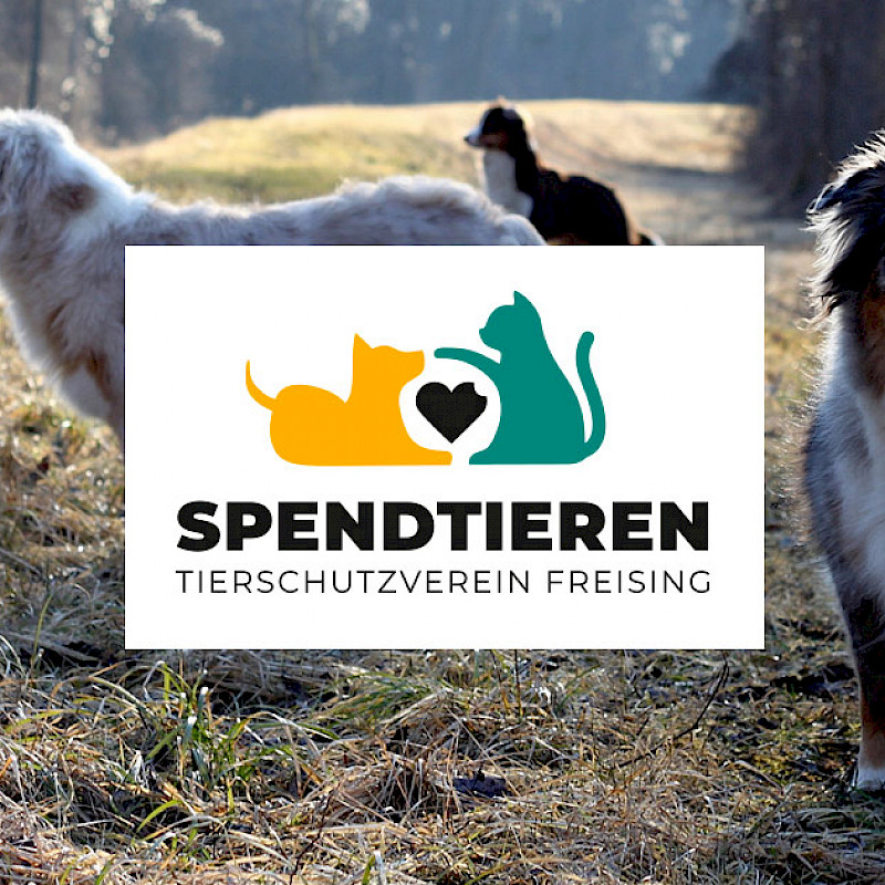 Auf einem Staudamm spielen zwei Hunde, davor ein weißes Logo.