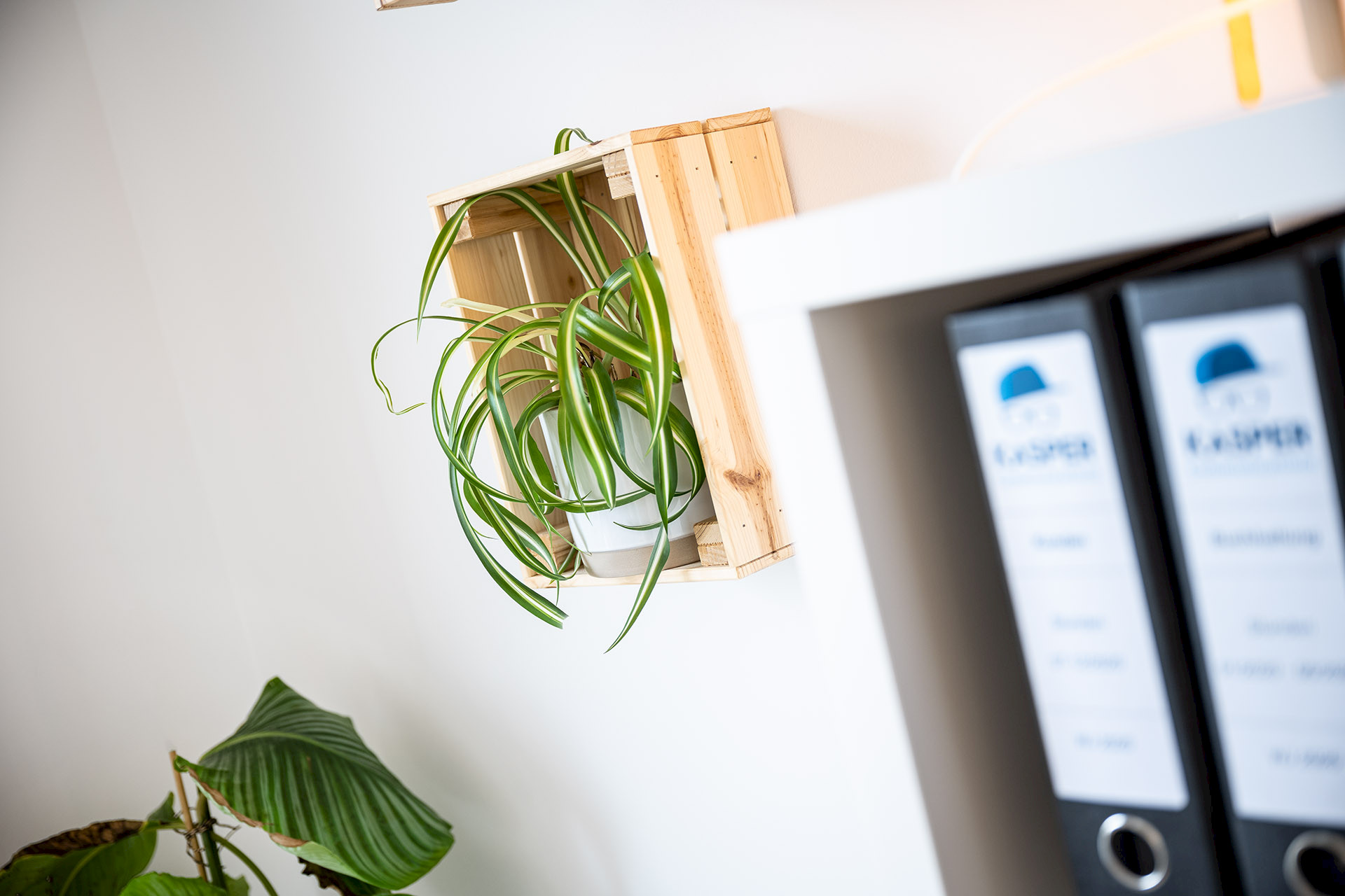 Eine Zimmerpflanze steht in einem Regal aus Holz an der Wand, daneben sind Aktenordner in einem Regal zu sehen